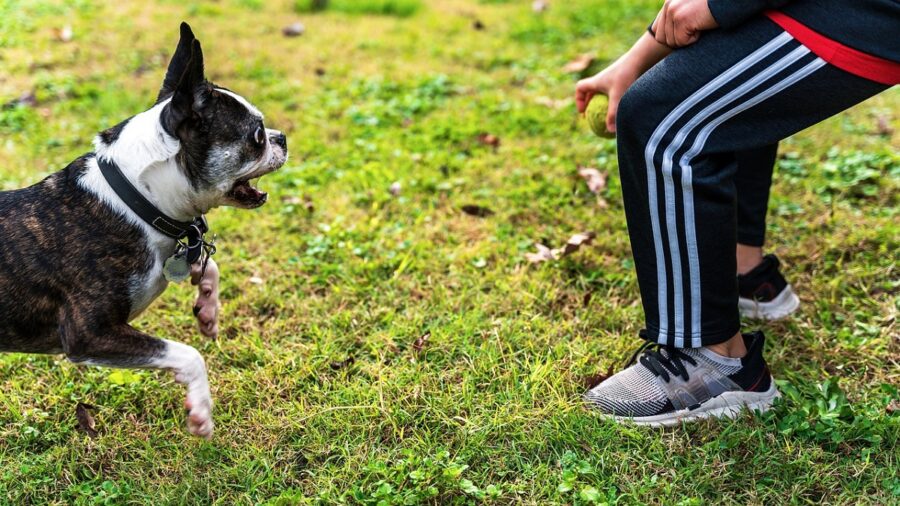 cucciolo prato padrone