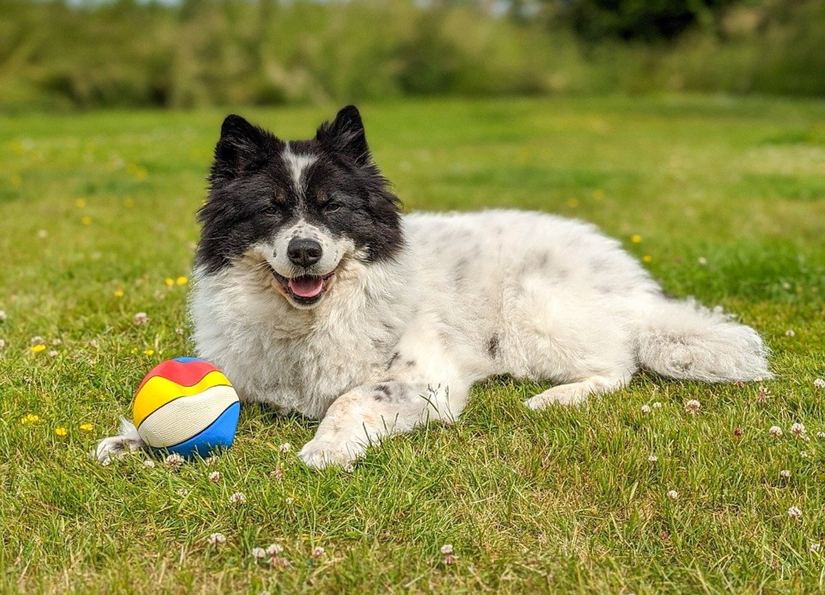 cagnolino gioca con la palla