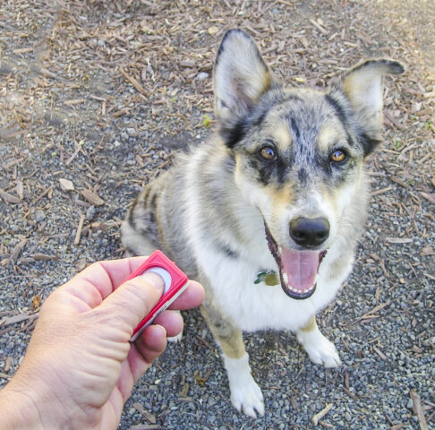 Addestrare il cane usando il clicker: i 5 passaggi fondamentali