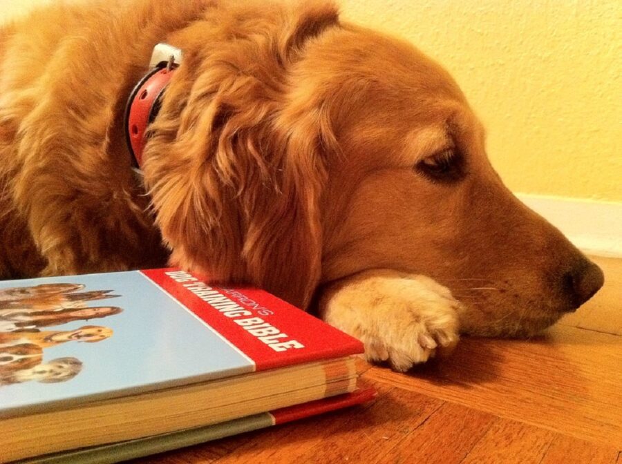 cane libro sonno