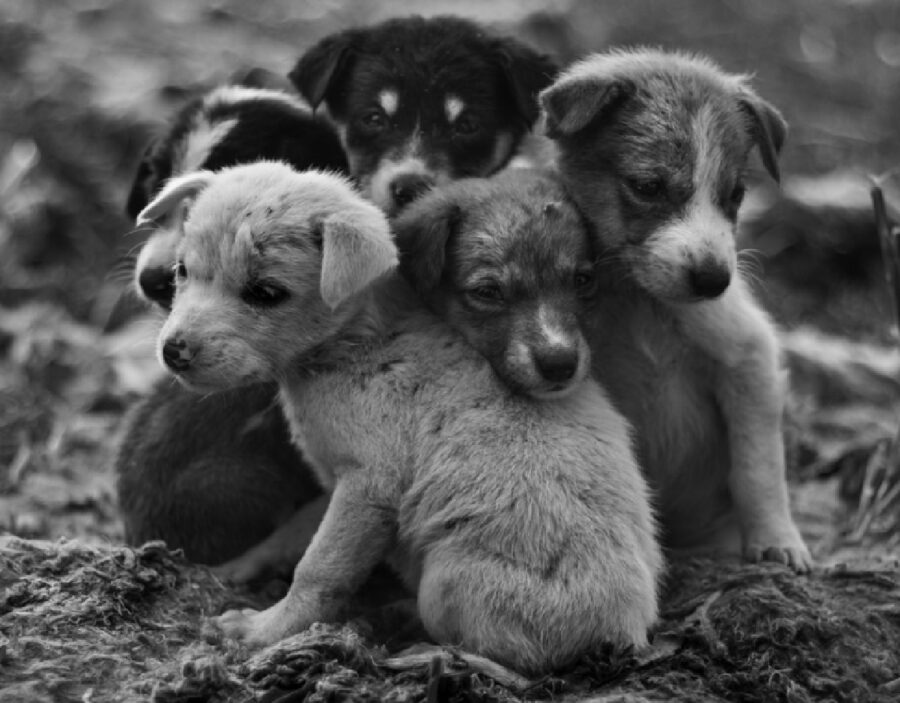 cagnolini vittime di randagismo