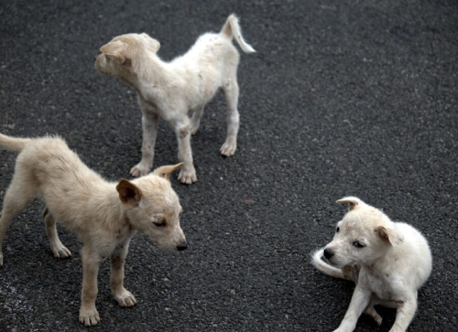 cagnolini strada asfalto triste