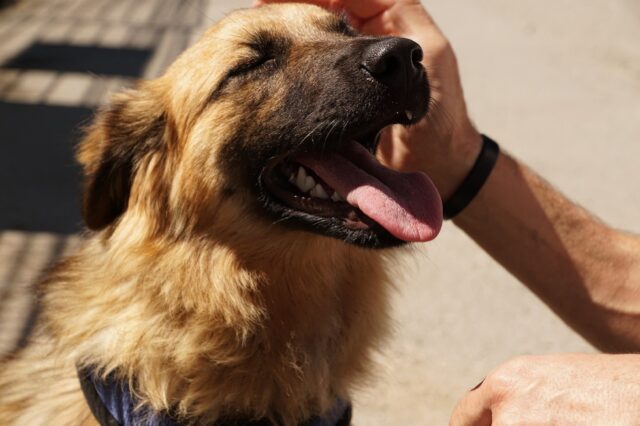 Alito cattivo del cane: le 4 cose importanti da sapere