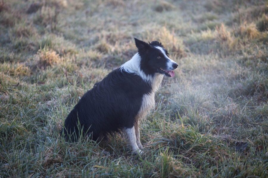 cucciolo cane dolce