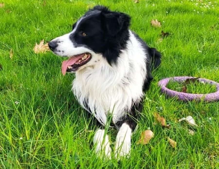 cane border collie giardino