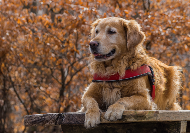 Andare in montagna con il cane: le 5 cose da non dimenticare mai