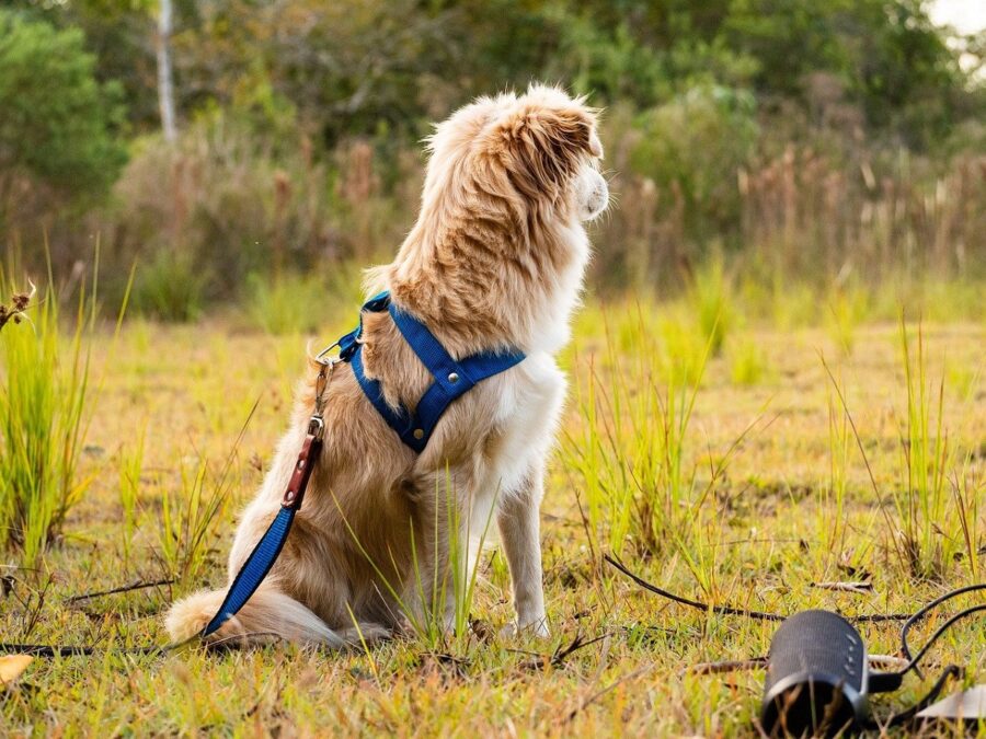 cane pettorina natura