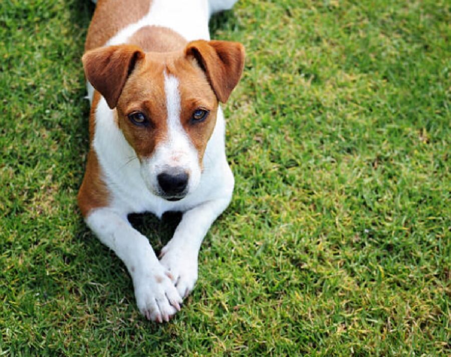 cagnolino jack russell prato verde