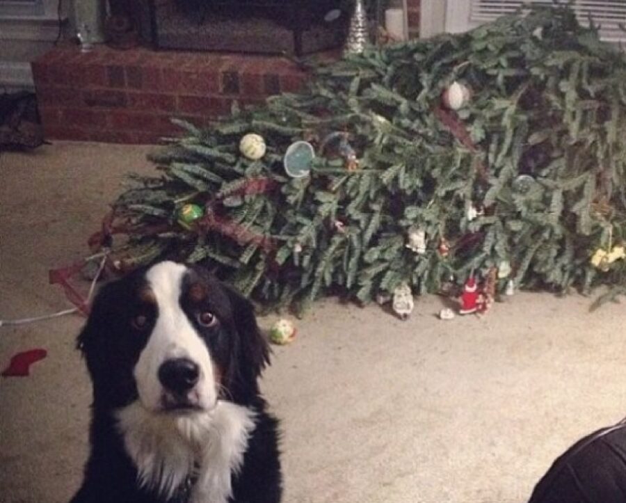 cane bianco nero albero natale