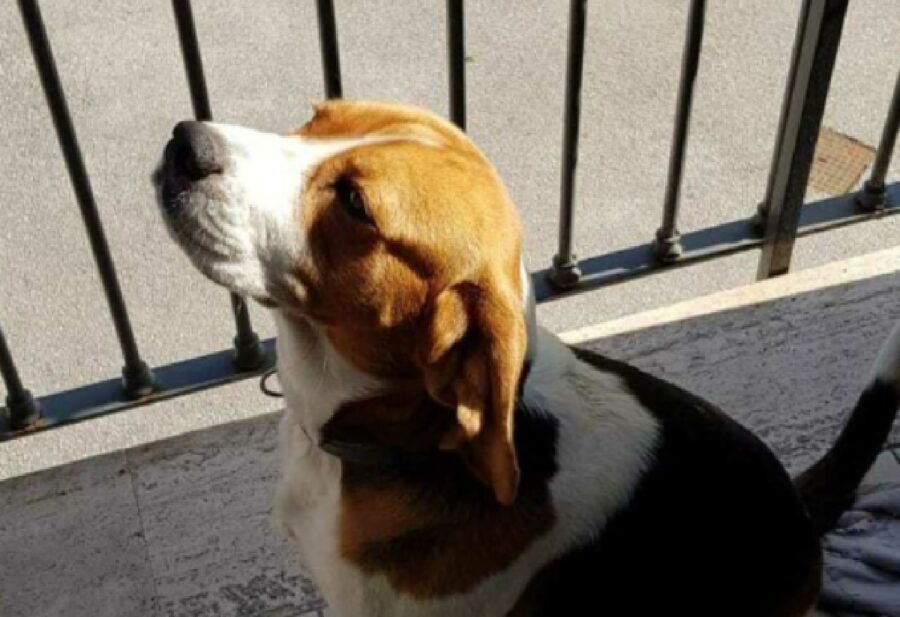 cane beagle buddy epilessia