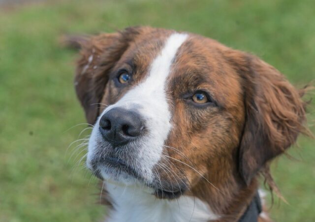 Baffi del cane: 4 sorprendenti motivi per cui li possiede