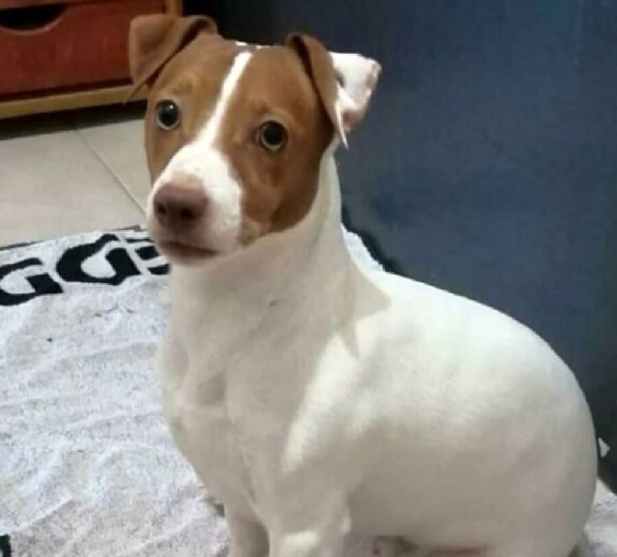 cane jack russell casa coperta