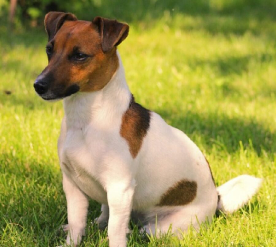 cane jack russell prato verde