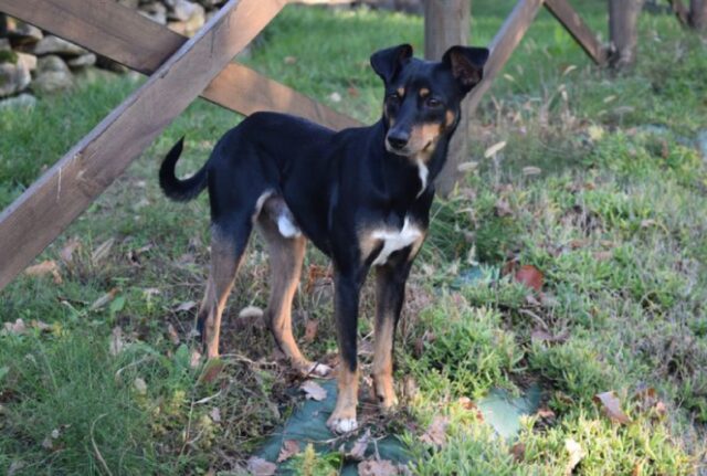 Brivio, tutti alla ricerca di Kleo, il cagnolino scomparso nel nulla da giorni