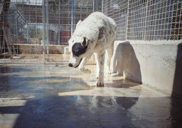 La cagnolina Nora, abbandonata a Bari adottata a Gorizia