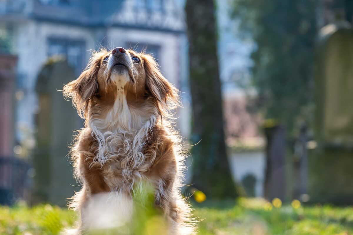 cane al parco