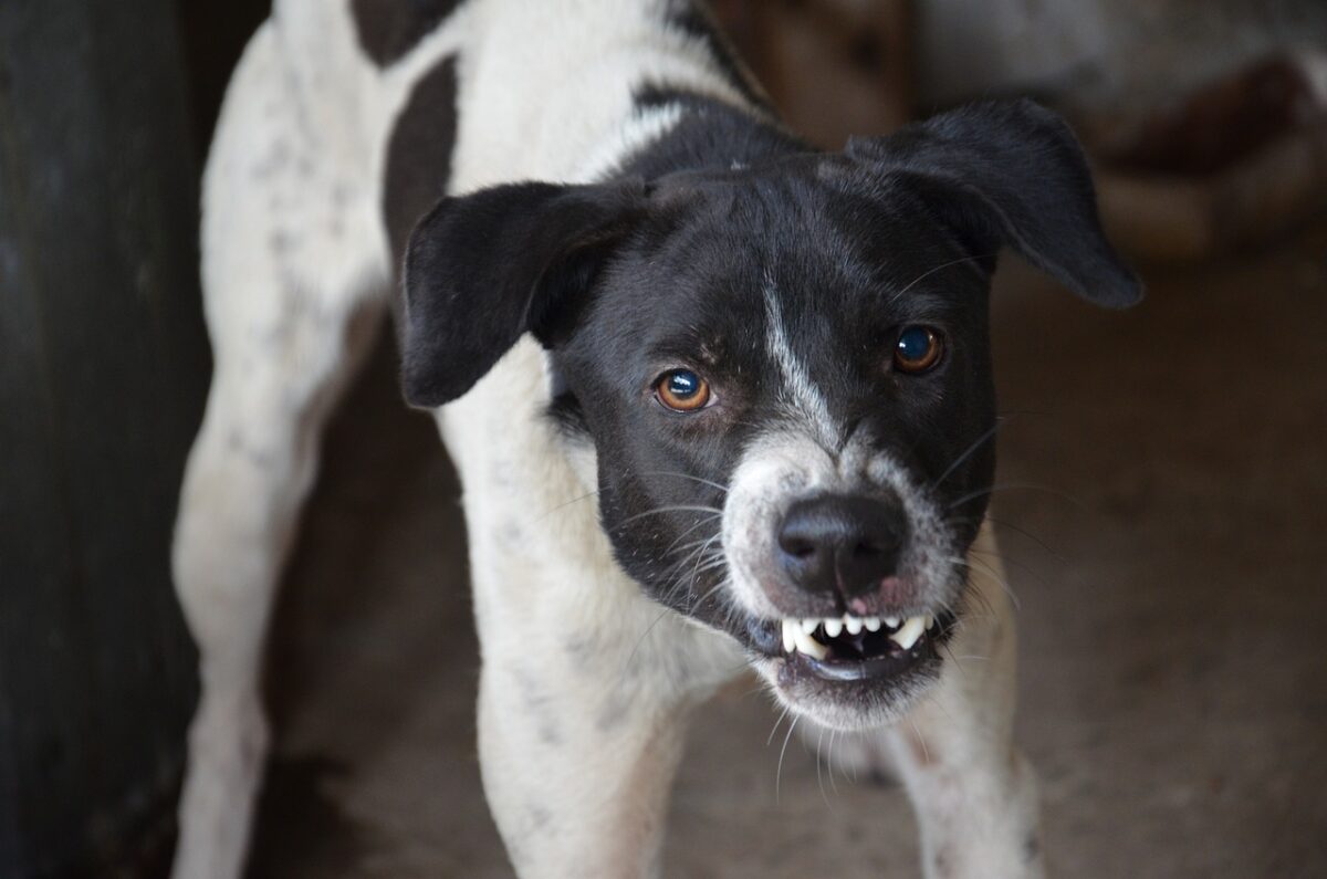 cane mostra i denti