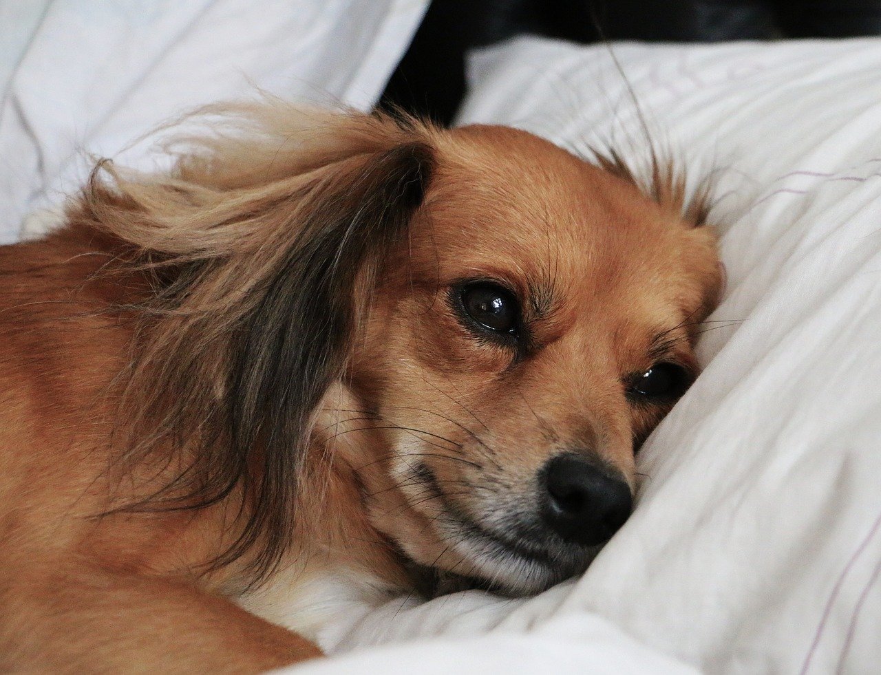 cane si riposa a letto