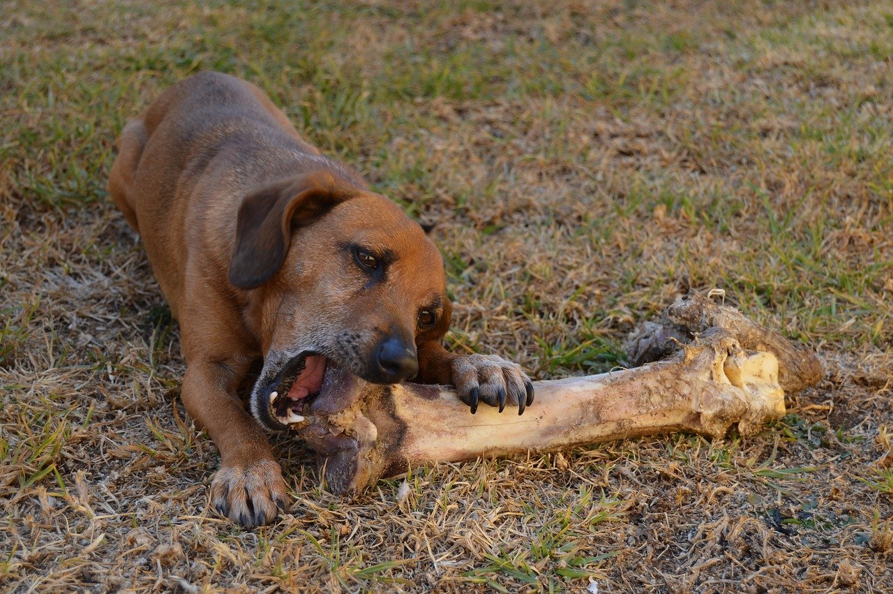 cane si divert con l'osso