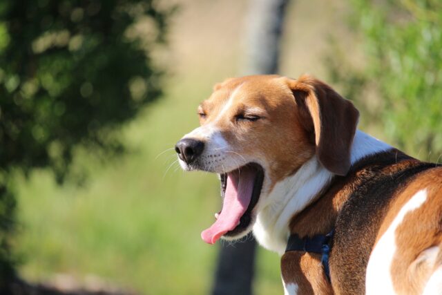 Cane che rutta: ecco quando è normale e quando no