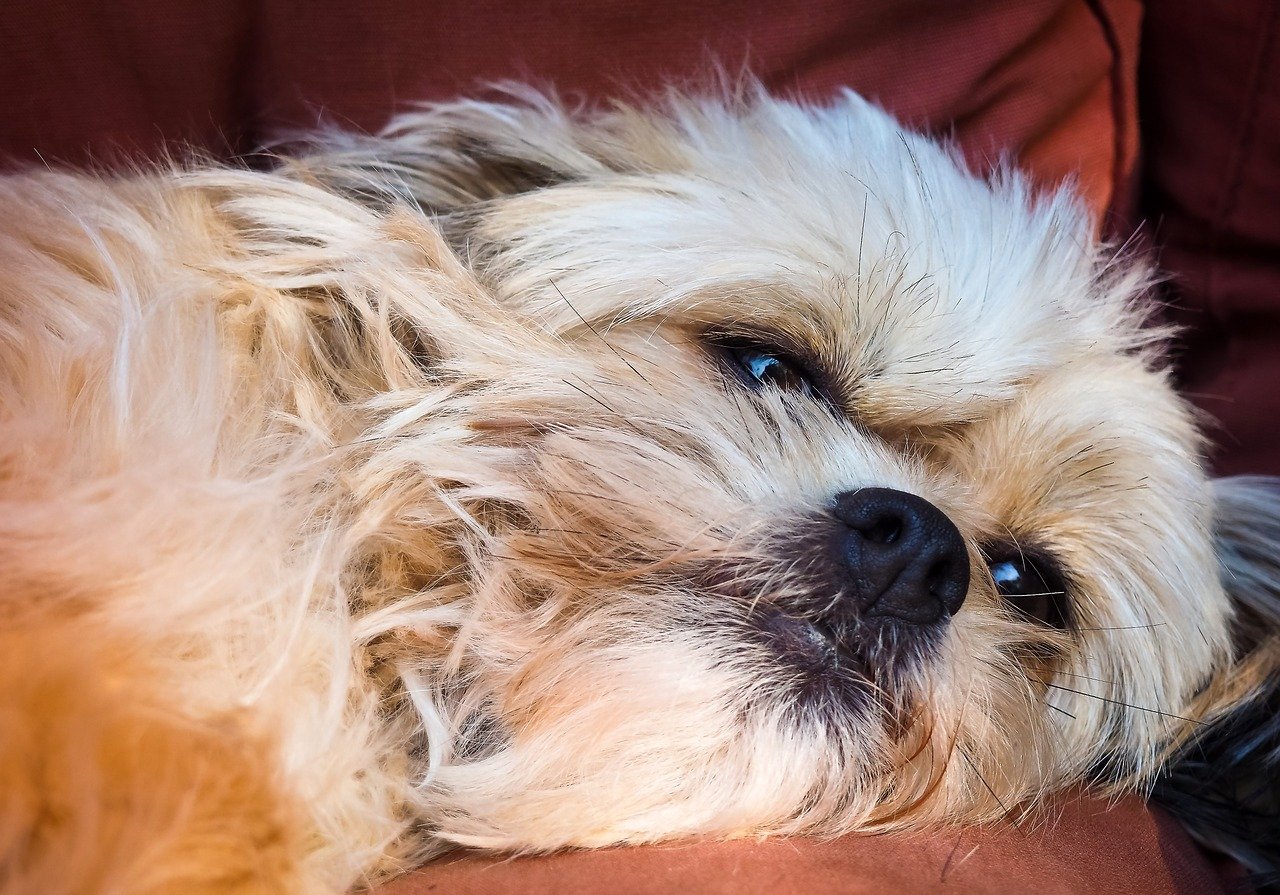 cagnolino si riposa