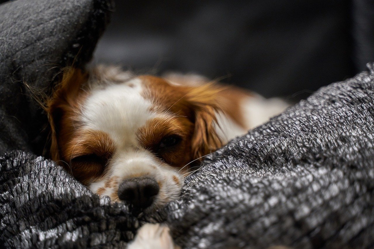 cagnolino ha sonno