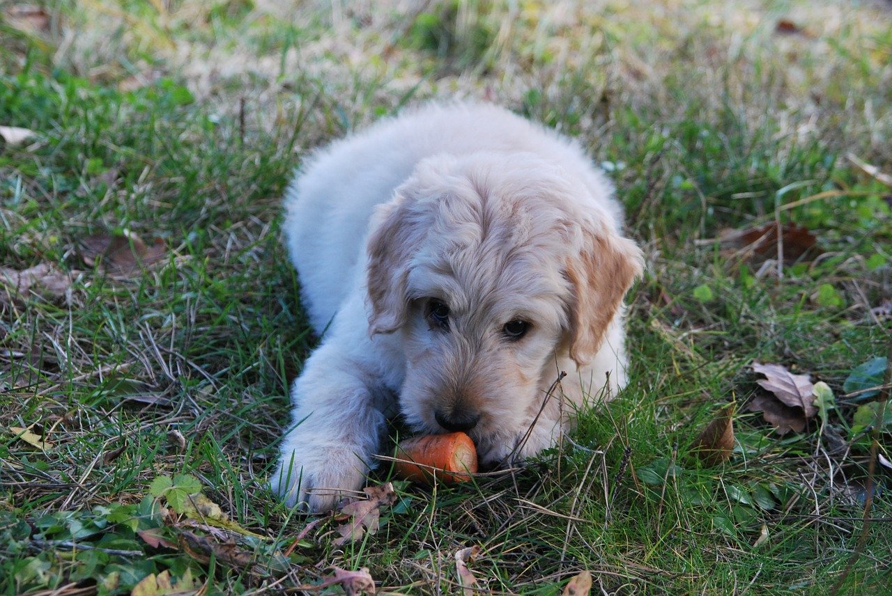 cane trova cibo per terra