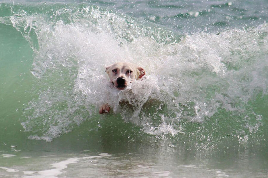 cane gioca con le onde del mare