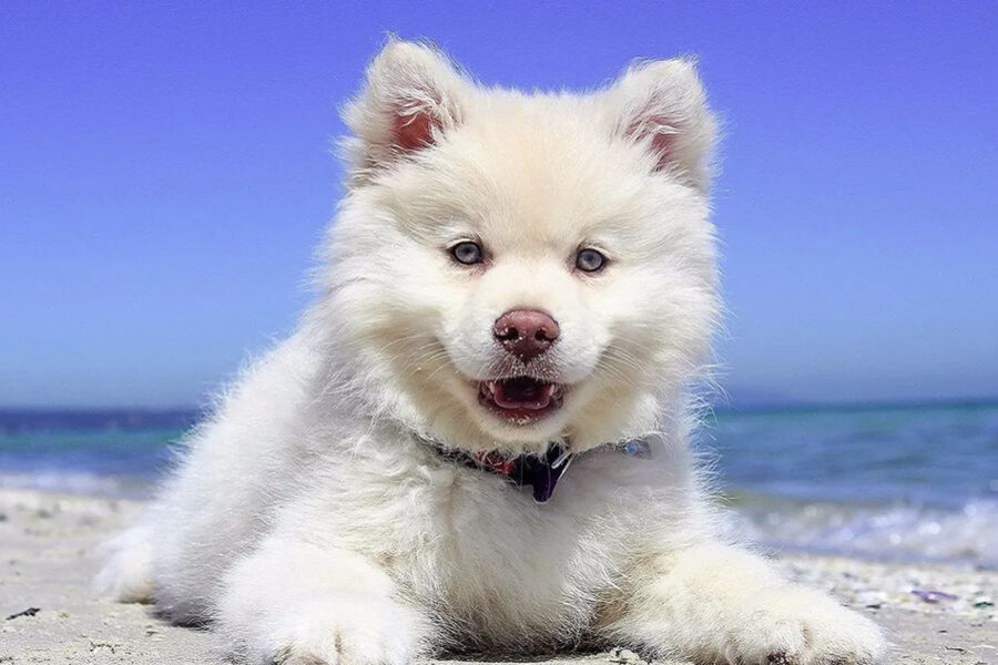 cane in spiaggia