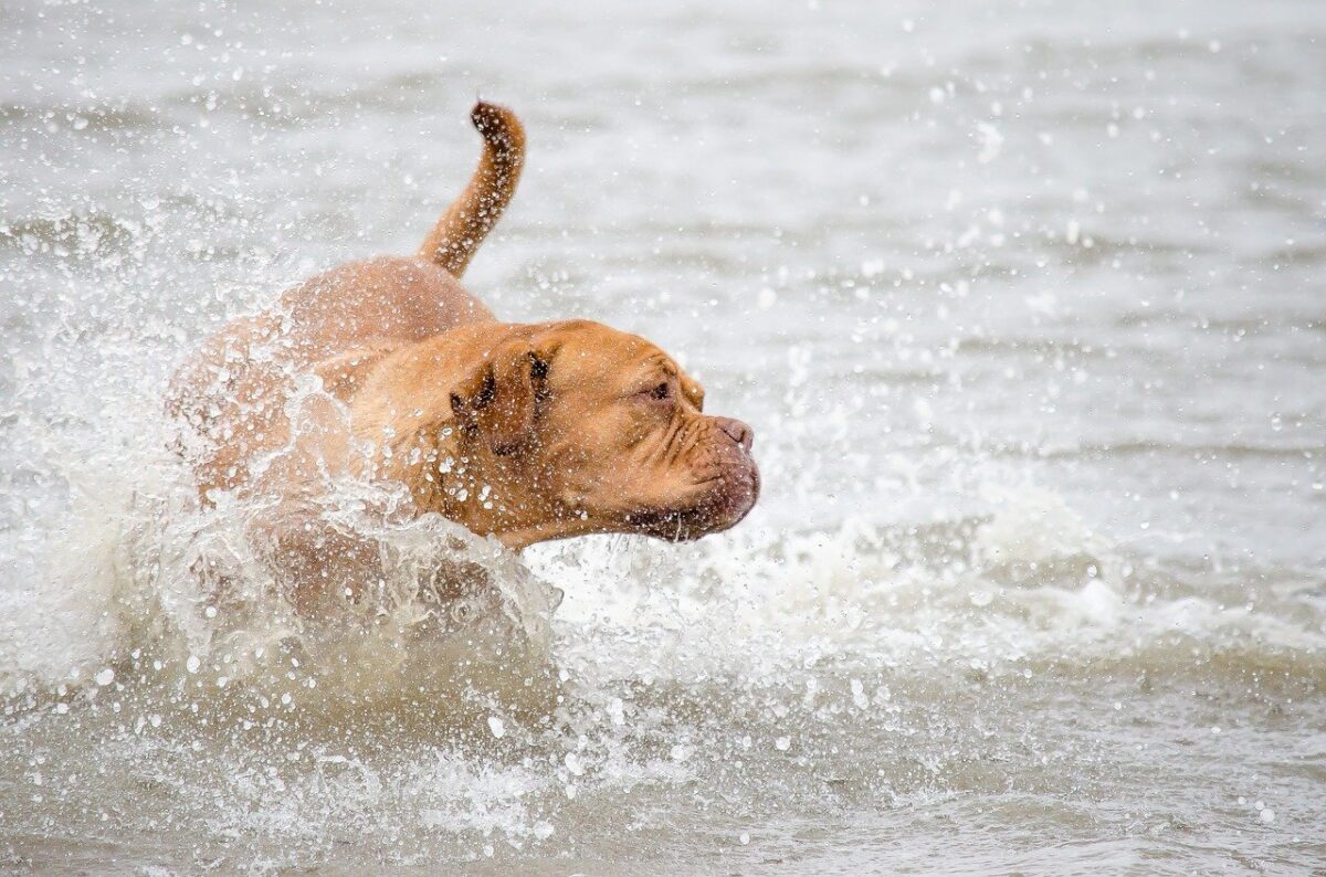 cane fa il bagno al mare