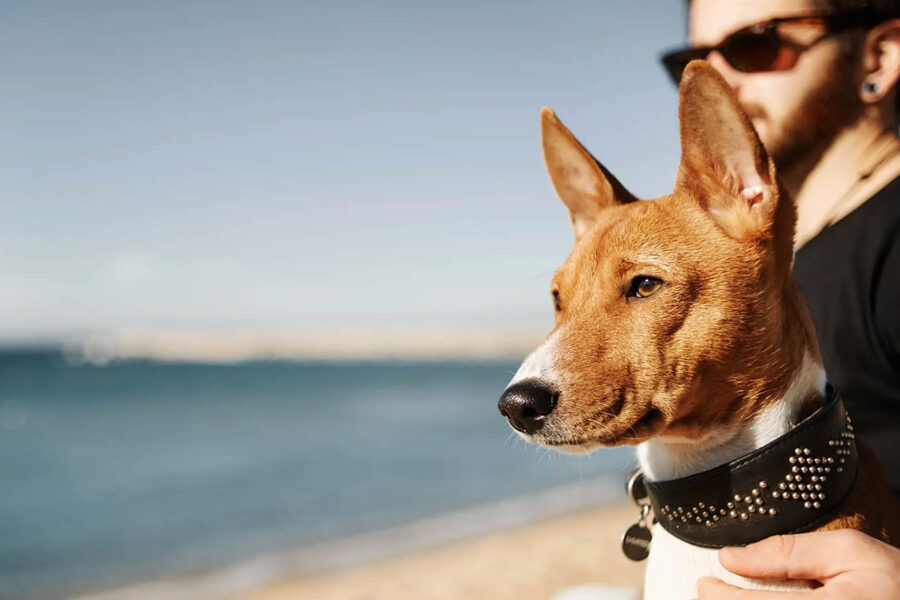 cane e padrone al mare