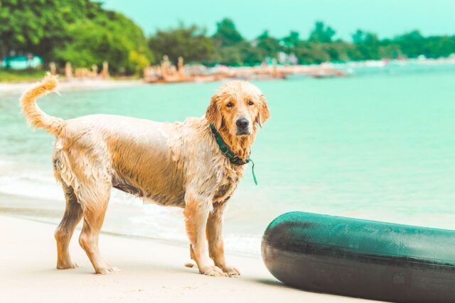 Cane fa il bagno al mare, tutto quello che è o non è concesso