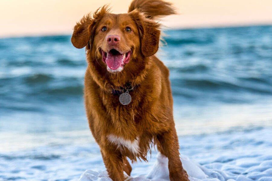 cane in acqua