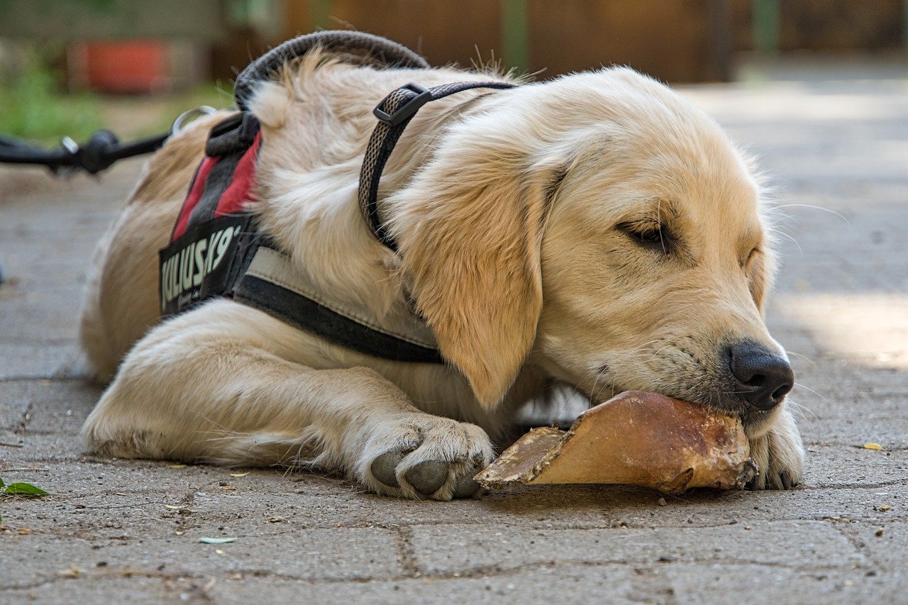 cane si diverte con osso