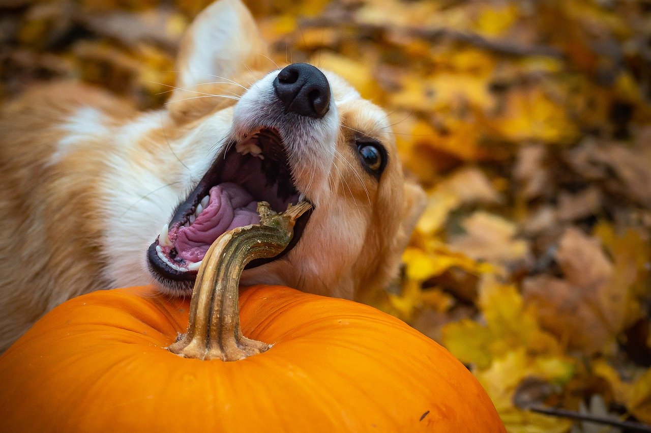 cane si diverte con la zucca