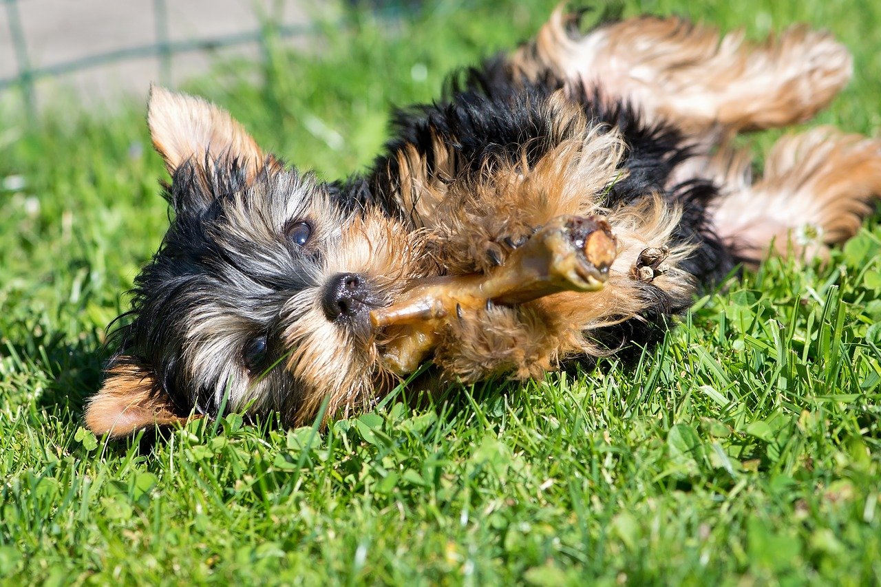 cagnolino steso sull'erba