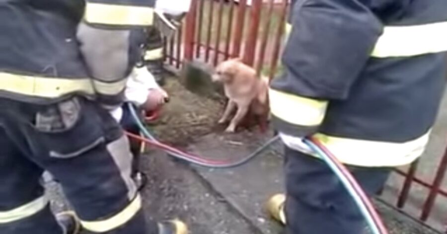 cane liberato dai pompieri incastrato fra le sbarre