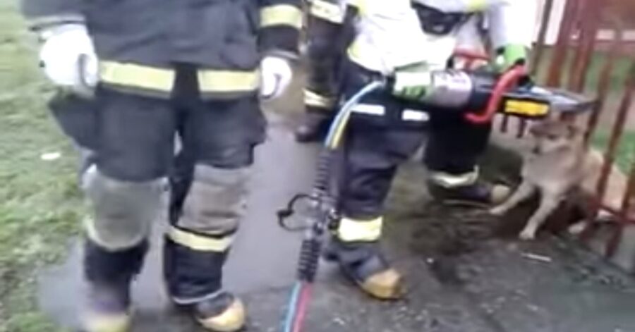 pompieri salvano un cane incastrato
