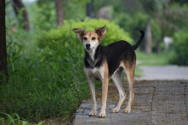 Colombia: un cane abbandonato insegue la padrona che scappa in taxi (VIDEO)