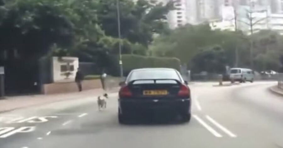 cane insegue auto