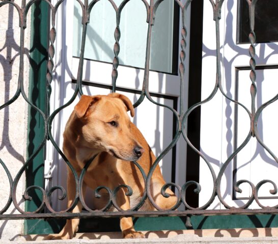 Seriate, Bergamo: Un povero cane lasciato sotto al sole in un balcone viene salvato dai pompieri (VIDEO)