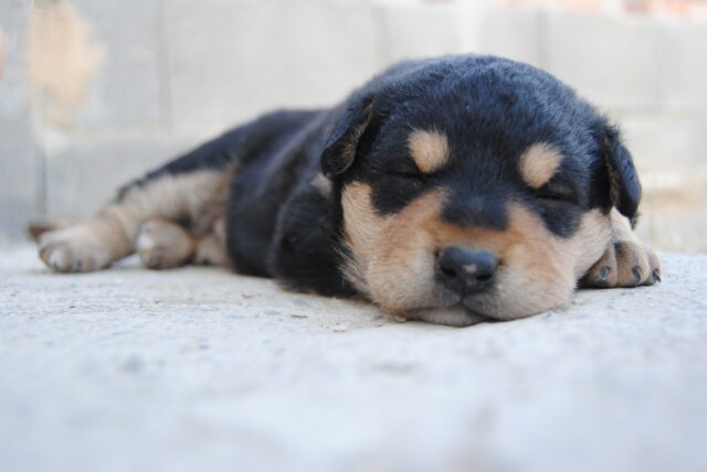 Come capire se il tuo cane è letargico o solo pigro