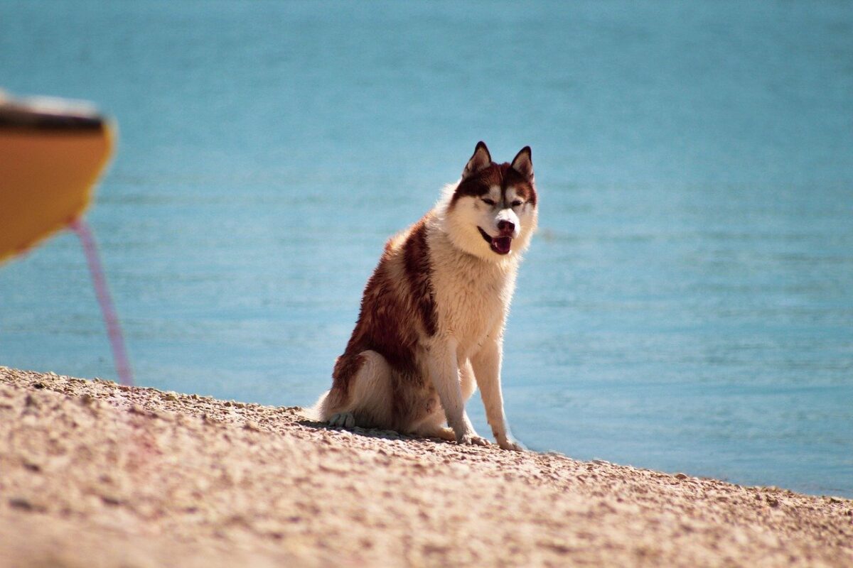 cane in spiaggia