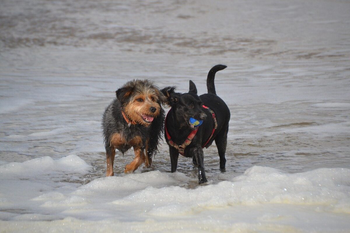 cane in acqua