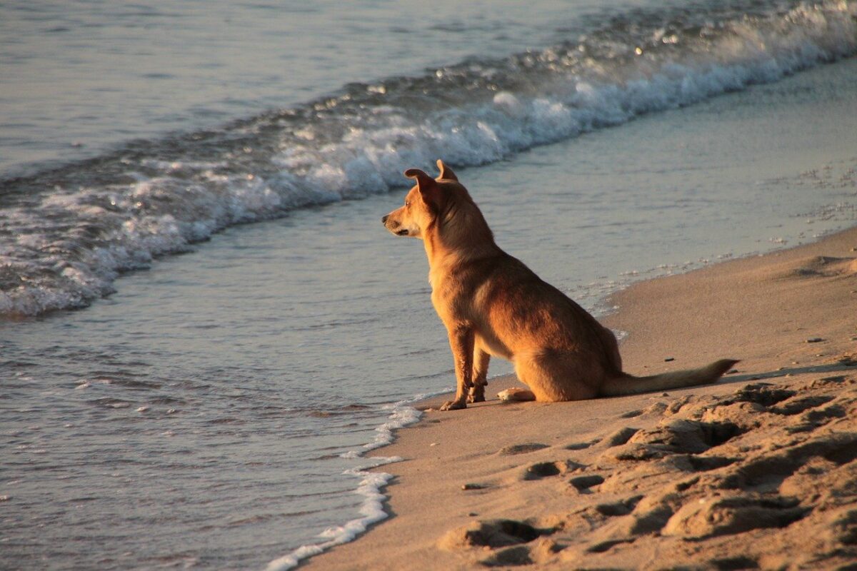 cane in spiaggia