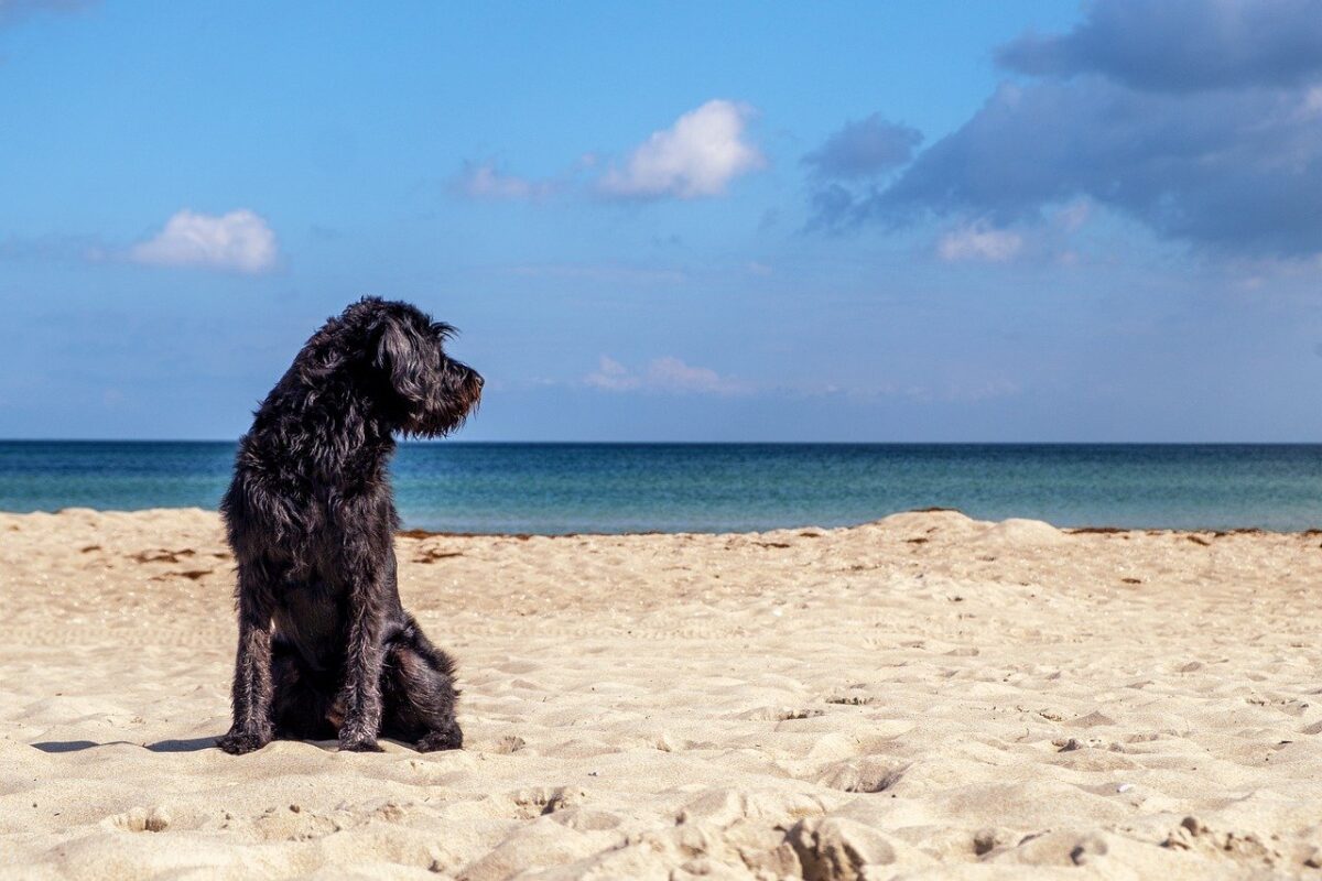 cane in spiaggia