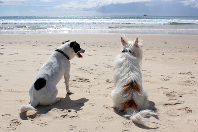 Il cane mangia le alghe in spiaggia: cosa fare?