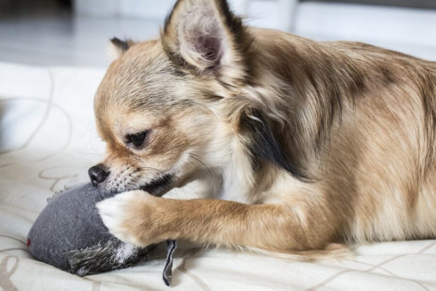 chihuahua a pelo lungo che gioca