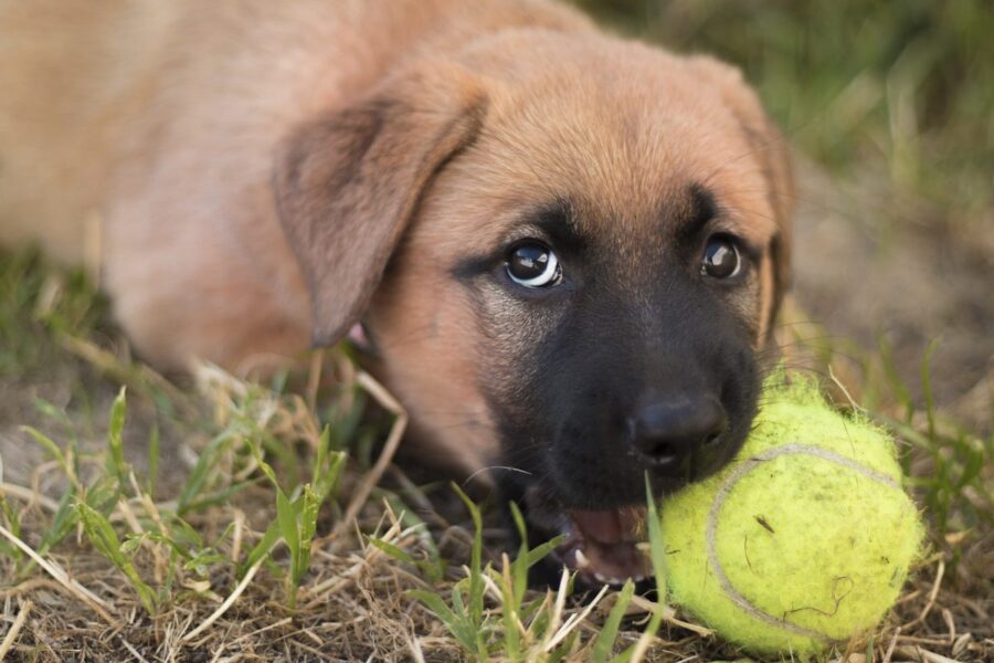 cucciolo gioca con la palla