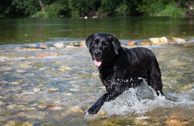 Granada: un cane bloccato nel bel mezzo di un fiume in piena viene salvato dai pompieri (VIDEO)